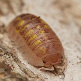 Armadillidium Granulatum “T+”